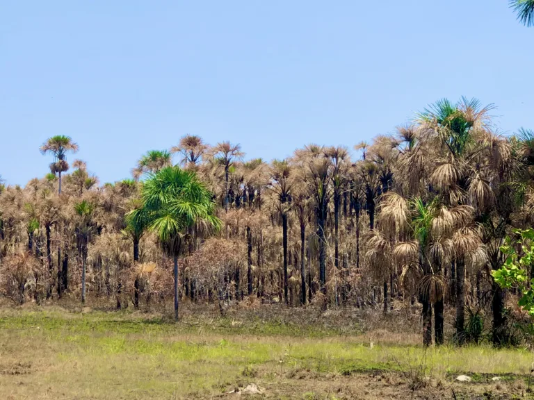 Enquanto autoridades entram em delírio eleitoral, não há estratégia para mudanças climáticas