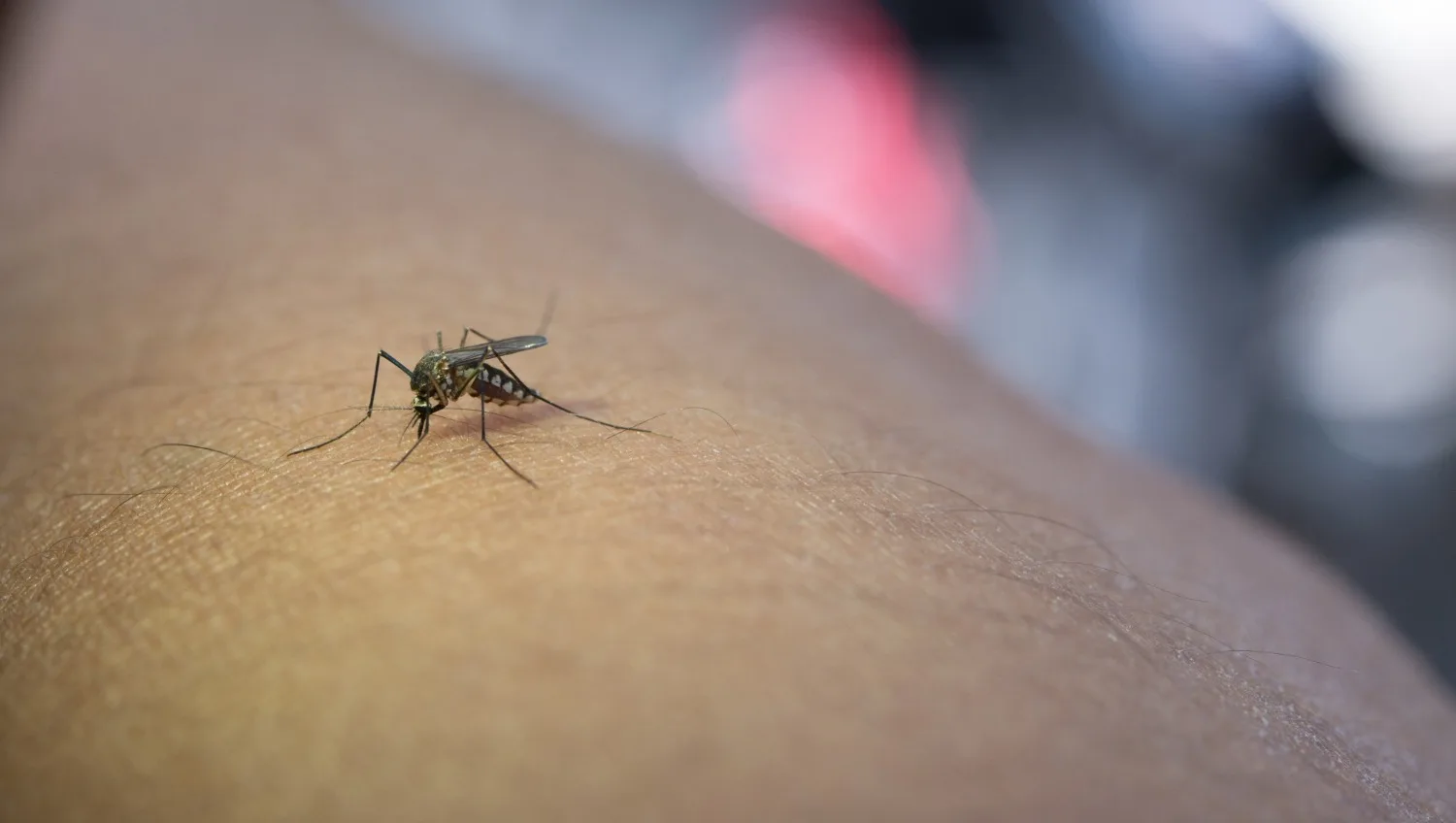 A febre do Oropouche é transmitida principalmente pela picada do mosquito maruim (Culicoides paraensis). (Foto: Reprodução/Freepik)