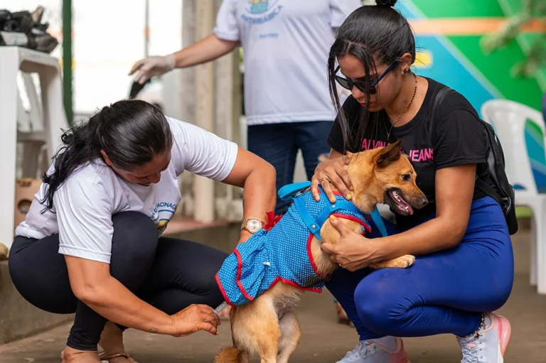 Vacinação de cães e gatos é prevenção fundamental contra vírus da raiva. (Foto: SEMUC/PMBV)