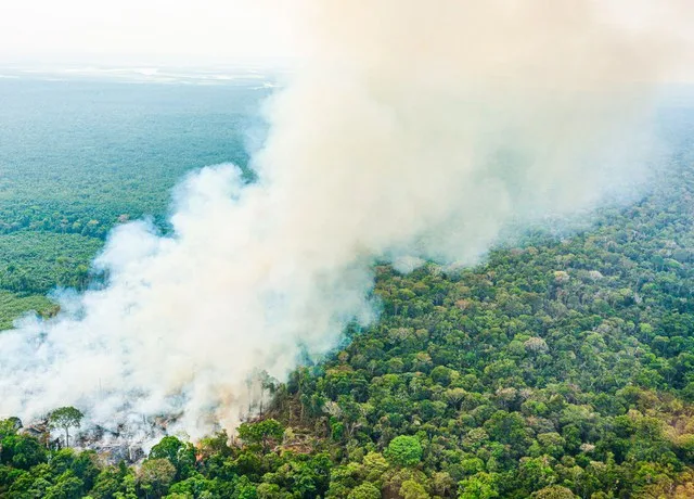 Incêndio florestal (Foto: Casa Civil)