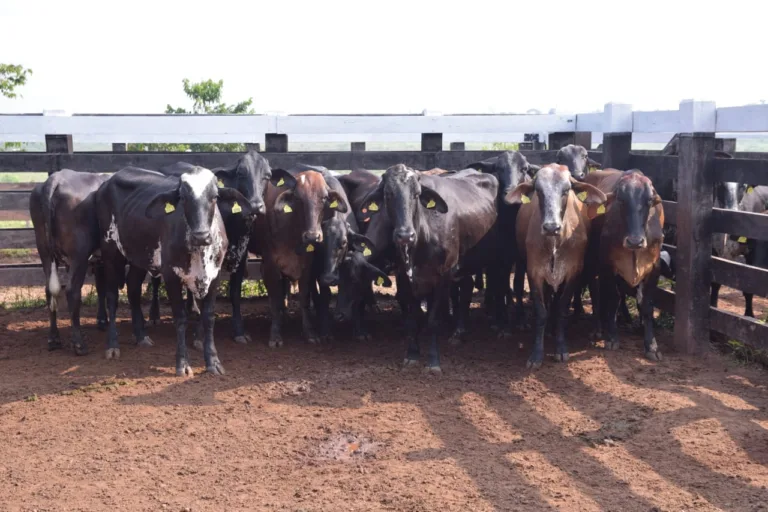 Novilhas leiteiras entregues pelo Governo (Foto: Secom)