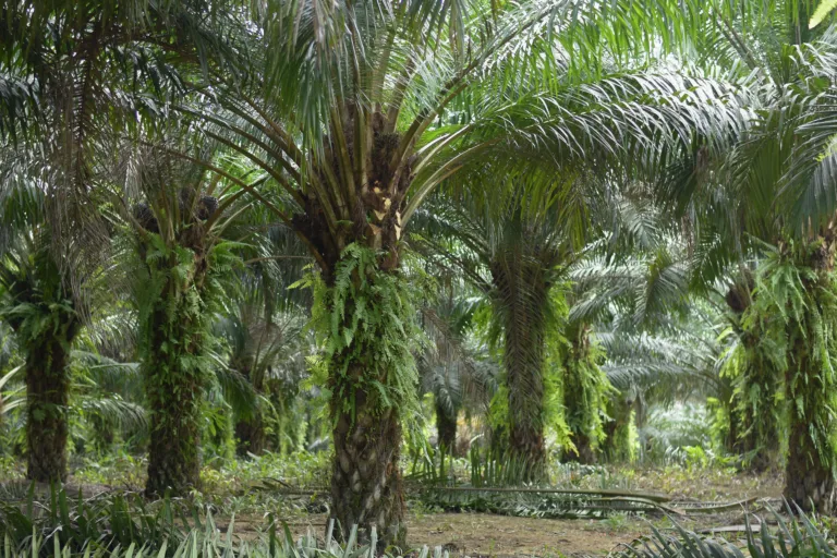 O cultivo da palma de óleo tem se destacado por sua capacidade de regenerar o solo, preservar a fauna local e capturar carbono (Foto: BBF)