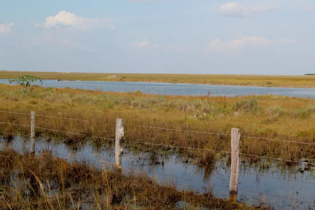 A morte silenciosa do lavrado de Roraima