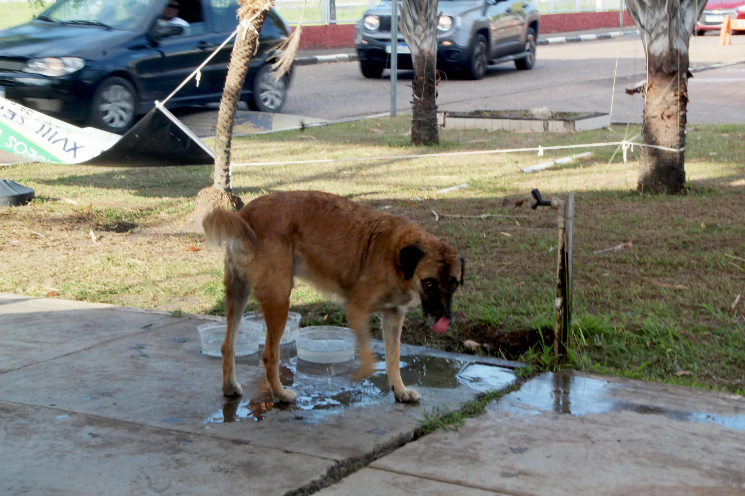 CACHORROS NA UFRR