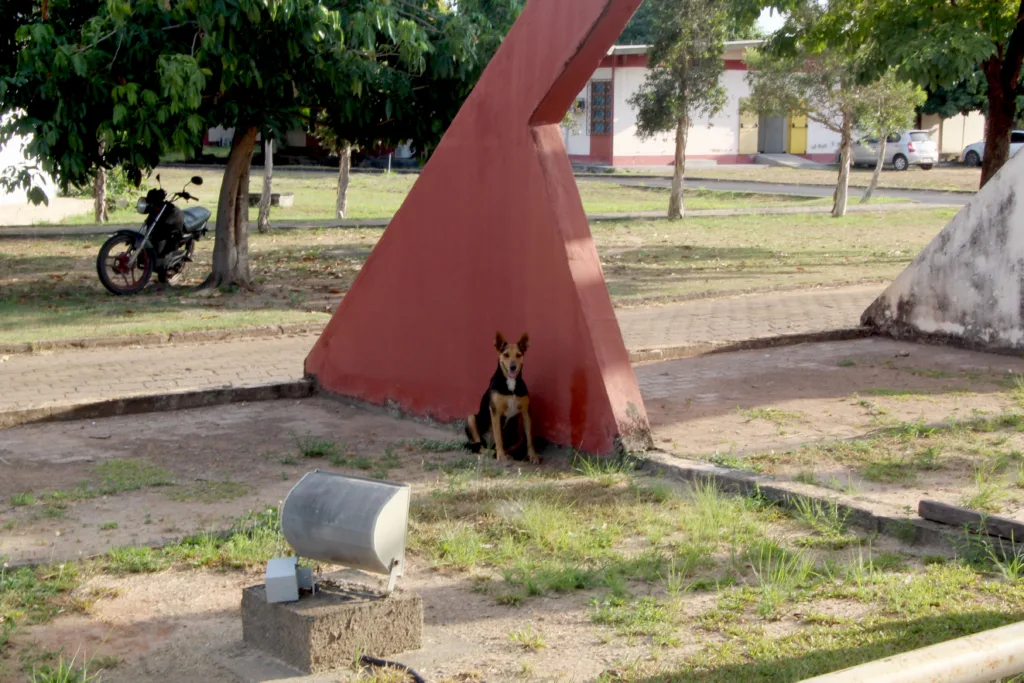 CACHORROS NA UFRR