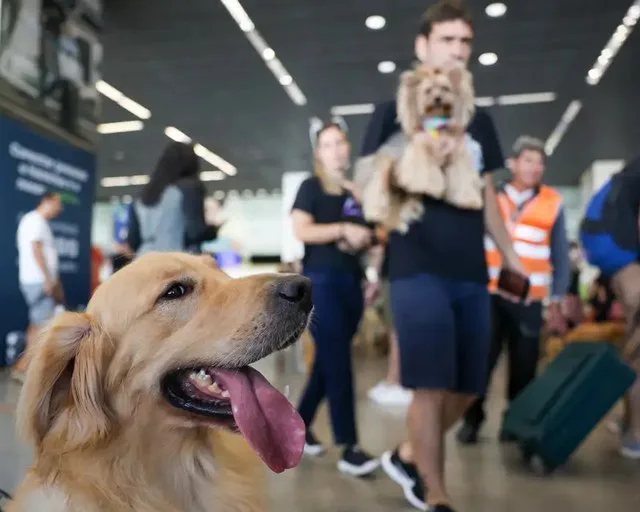 Plano eleva o padrão do transporte aéreo de animais no Brasil,  alinhando-o ao de 45 países — Foto: Reprodução/GOV