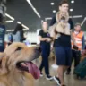 Plano eleva o padrão do transporte aéreo de animais no Brasil,  alinhando-o ao de 45 países — Foto: Reprodução/GOV