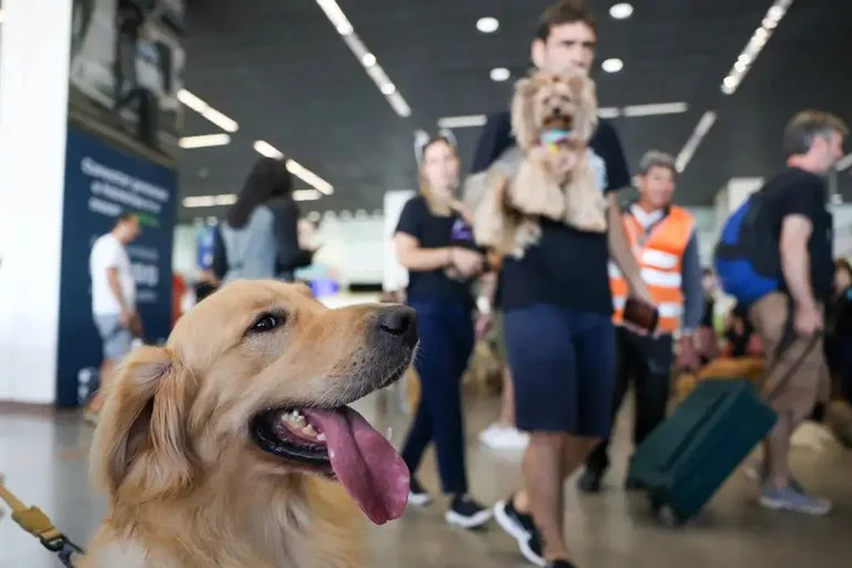 Plano eleva o padrão do transporte aéreo de animais no Brasil,  alinhando-o ao de 45 países — Foto: Reprodução/GOV