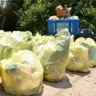 Resíduos descartados incorretamente são retirados toda semana às segundas e sextas-feiras pela PMBV (Foto: Nilzete Franco/FolhaBV)