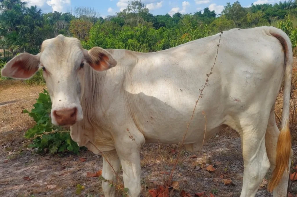 Quem tiver informações sobre o paradeiro de Bandida pode entrar em contato diretamente com Erika pelo telefone (95) 99123-9643 — Foto: Arquivo pessoal