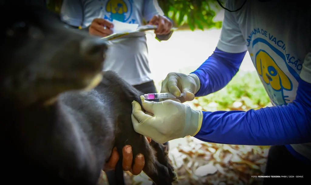 A ação conta com equipes de zoonose da Secretaria Municipal de Saúde (SMSA), que percorrem as comunidades para realizar a vacinação diretamente nas residências. (Foto: Semuc)