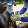 A ação conta com equipes de zoonose da Secretaria Municipal de Saúde (SMSA), que percorrem as comunidades para realizar a vacinação diretamente nas residências. (Foto: Semuc)