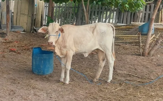 Bandida foi encontrada a 4km da propriedade de sua dona — Foto: Arquivo pessoal