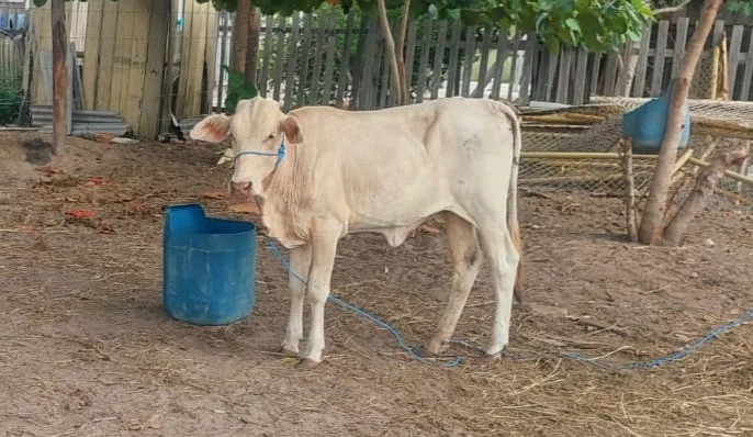 Bandida foi encontrada a 4km da propriedade de sua dona — Foto: Arquivo pessoal