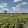 A ação inicia-se em 19 de dezembro e termina em 18 de março. (Foto: Reprodução)