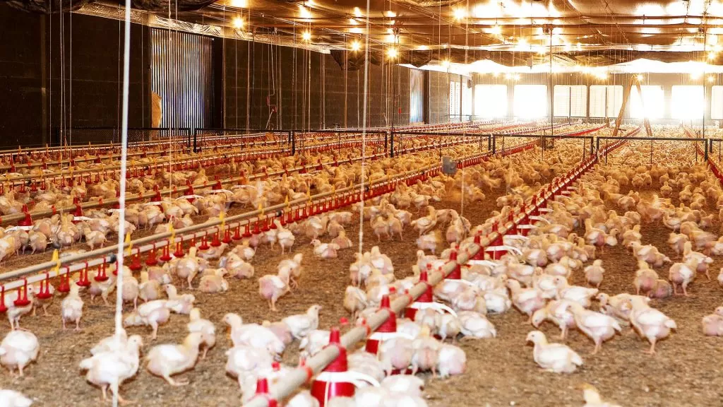 Desde 2004, existe uma instrução normativa proibindo oficialmente o uso de hormônios em aves (Foto: Divulgação) Desde 2004, existe uma instrução normativa proibindo oficialmente o uso de hormônios em aves (Foto: Divulgação)