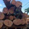 A apreensão ocorreu durante patrulhamento da Companhia Independente de Policiamento Ambiental (Cipa). (Foto: reprodução)