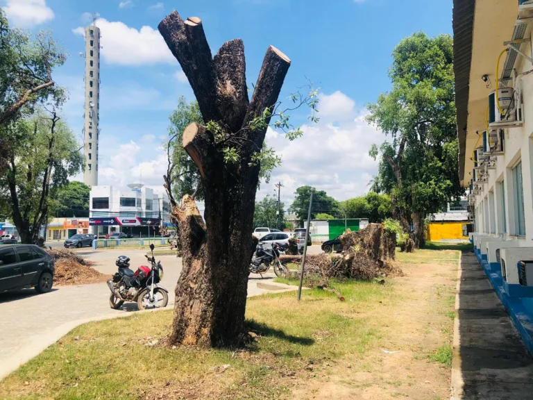 Com alertas ignorados, matança de árvores na área urbana da Capital segue sem freio