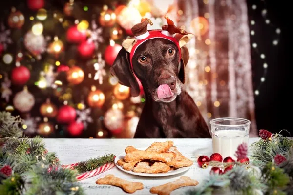 Donos de pets devem ficar atentos aos alimentos que fazem mal aos bichinhos (Foto: Reprodução)