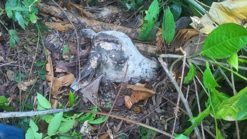 Fazendeiro encontrou cabeça de gado que pode ser de sua propriedade (Foto: Divulgação)