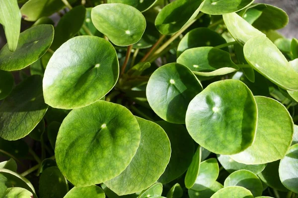 Planta-da-amizade - Pilea