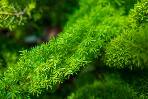 Aspargo-pluma (Asparagus setaceus)