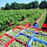 Nova Aliança deve processar 40 milhões de quilos de uva cultivadas em 2 mil hectares