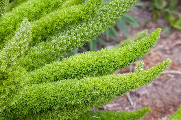 Aspargo-pluma (Asparagus setaceus)