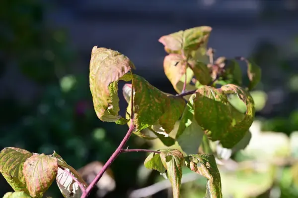 5 sinais de que suas plantas estão fracas por falta de nutrientes