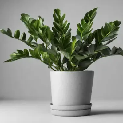 Zamioculcas em vaso sorbre a mesa, em um ambiente iluminado e aconchegante (2)