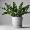 Zamioculcas em vaso sorbre a mesa, em um ambiente iluminado e aconchegante (2)