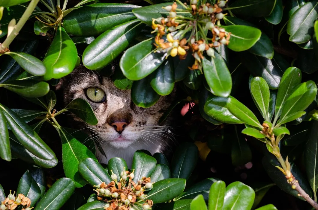 flores perigosas para pets