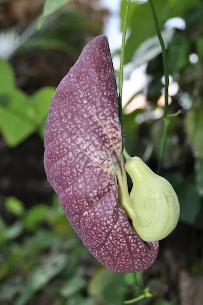 Flor-de-papo-de-peru 10 curiosidades sobre a planta peculiar para paisagismo