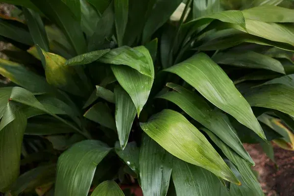 8 dicas para a Aspidistra, fácil de cuidar e que purifica o ar