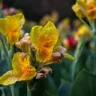 Canna indica 7 Dicas para cultivar da planta ornamental