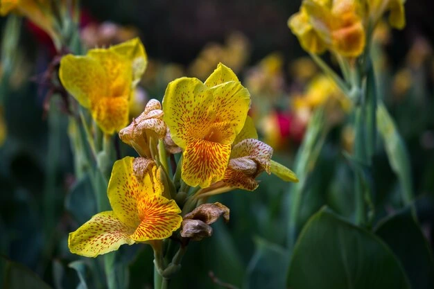 Canna indica 7 Dicas para cultivar da planta ornamental