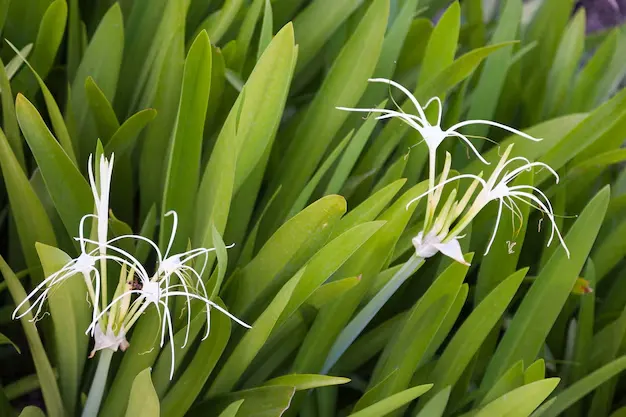 8 dicas para a Aspidistra, fácil de cuidar e que purifica o ar