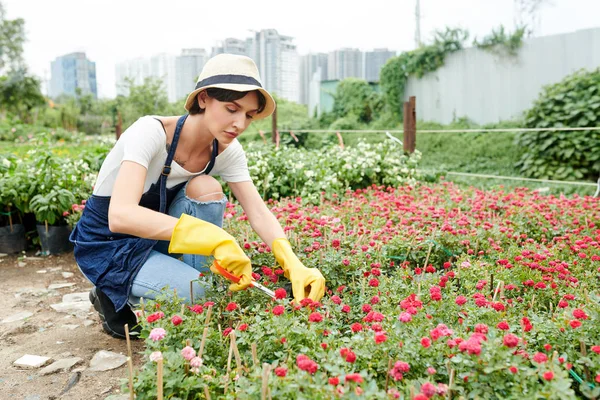 Como saber quando é o momento de fazer a poda de flores em suas plantas