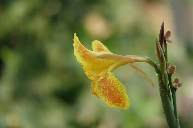 Canna indica 7 Dicas para cultivar da planta ornamental