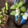 Como replantar flores e plantas na hora certa para que prosperem mais rápido