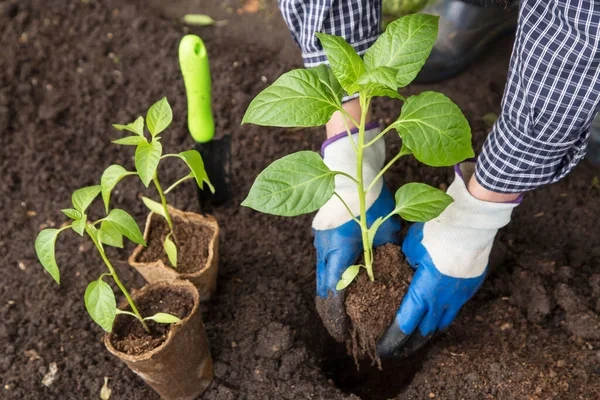 Como replantar flores e plantas na hora certa para que prosperem mais rápido