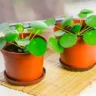 Planta-da-amizade - Pilea