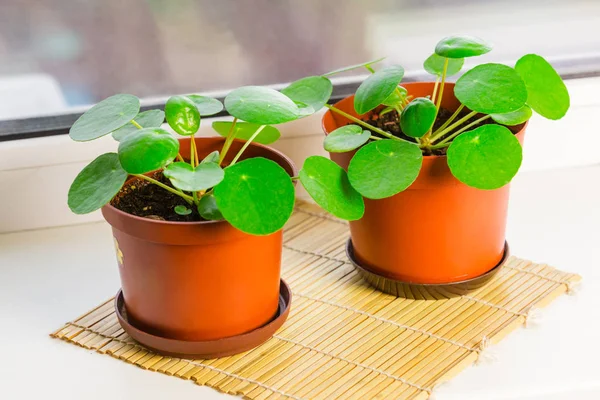 Planta-da-amizade - Pilea