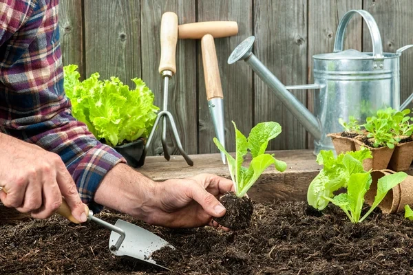 Como replantar flores e plantas na hora certa para que prosperem mais rápido