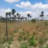 Lavrado protegido pelas lideranças da região de Arapuá (Foto: CIR)