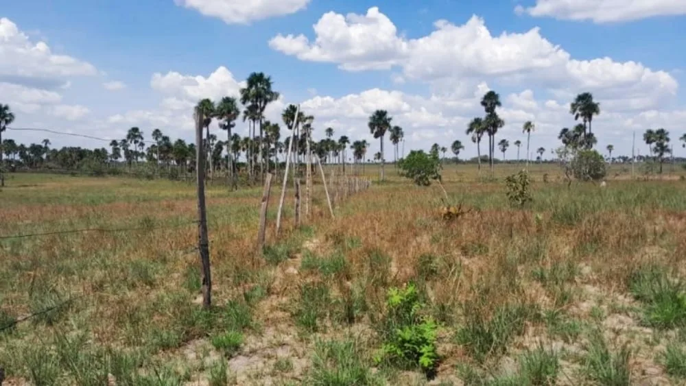 Lavrado protegido pelas lideranças da região de Arapuá (Foto: CIR)