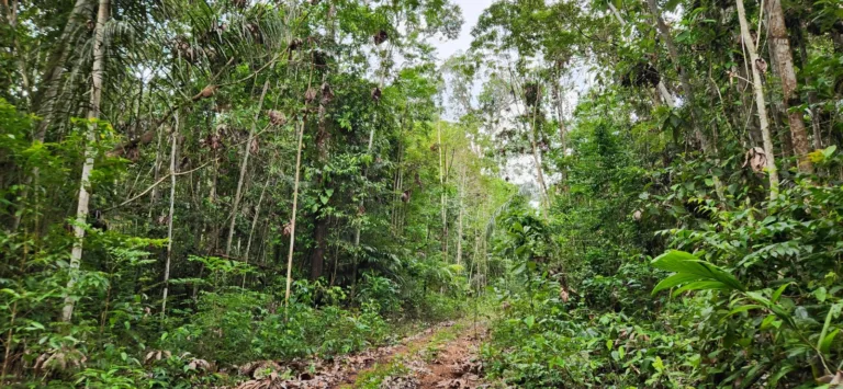 Projeto da ZEG promete reforçar preservação de florestas em Roraima (Foto: Divulgação)