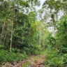 Projeto da ZEG promete reforçar preservação de florestas em Roraima (Foto: Divulgação)