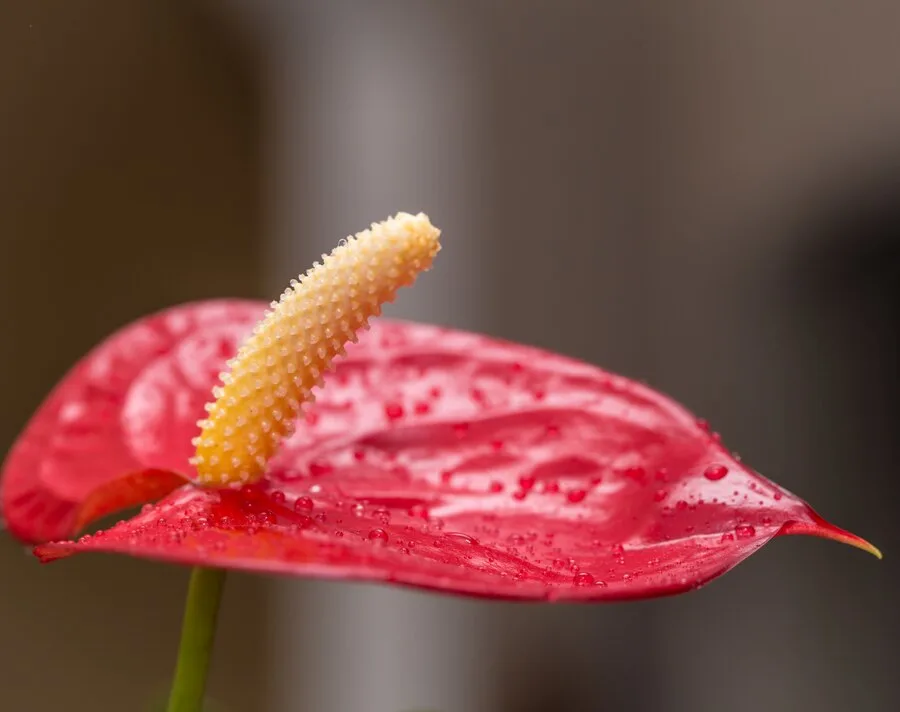 As 5 flores exóticas mais cultivadas em ambientes internos