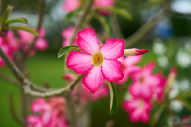 Como plantar e cuidar da Rosa do Deserto para que ela floresça o ano inteiro